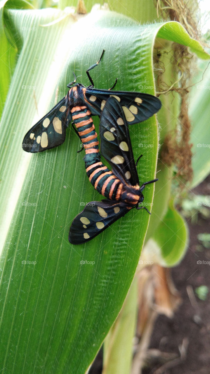 The insects during mating or sex. They have black coloured spreading wings with yellow spot and body is stripped with orange and black colour pattern. on maize crop.