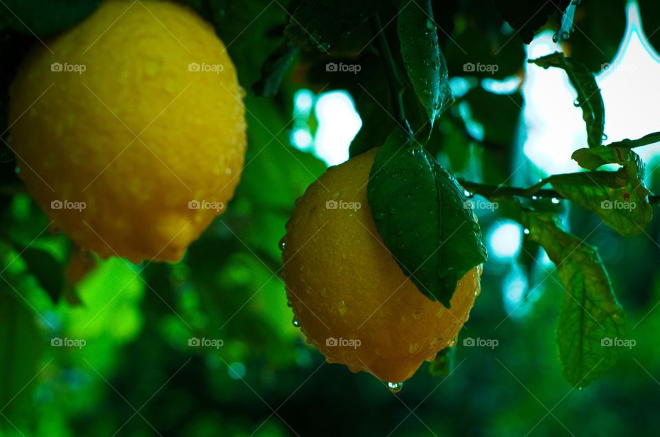 Lemons