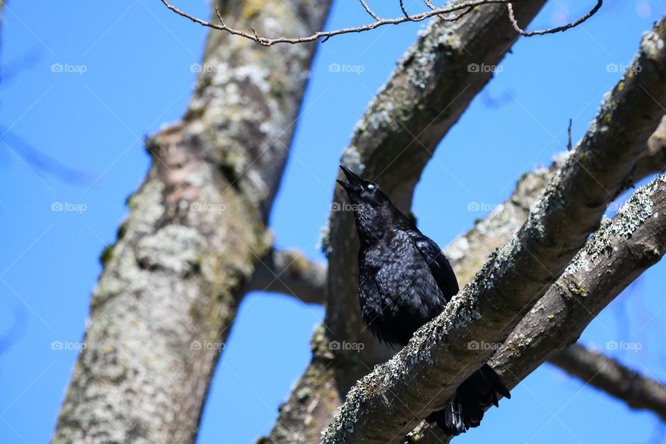 Raven on the tree with blue sky background 