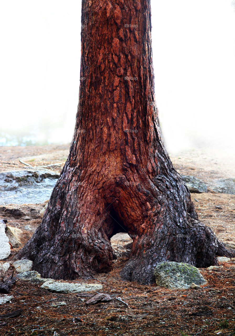Two Tree Trunks Growing into One
