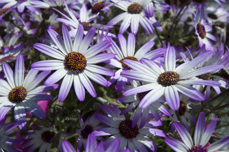 Purple Flowera