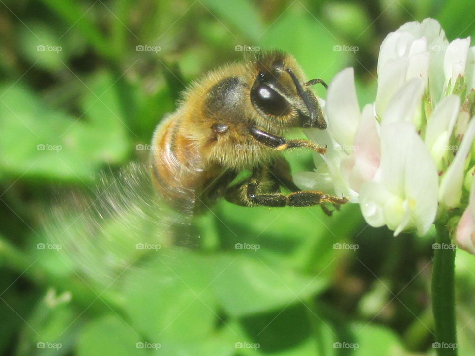 pollinators