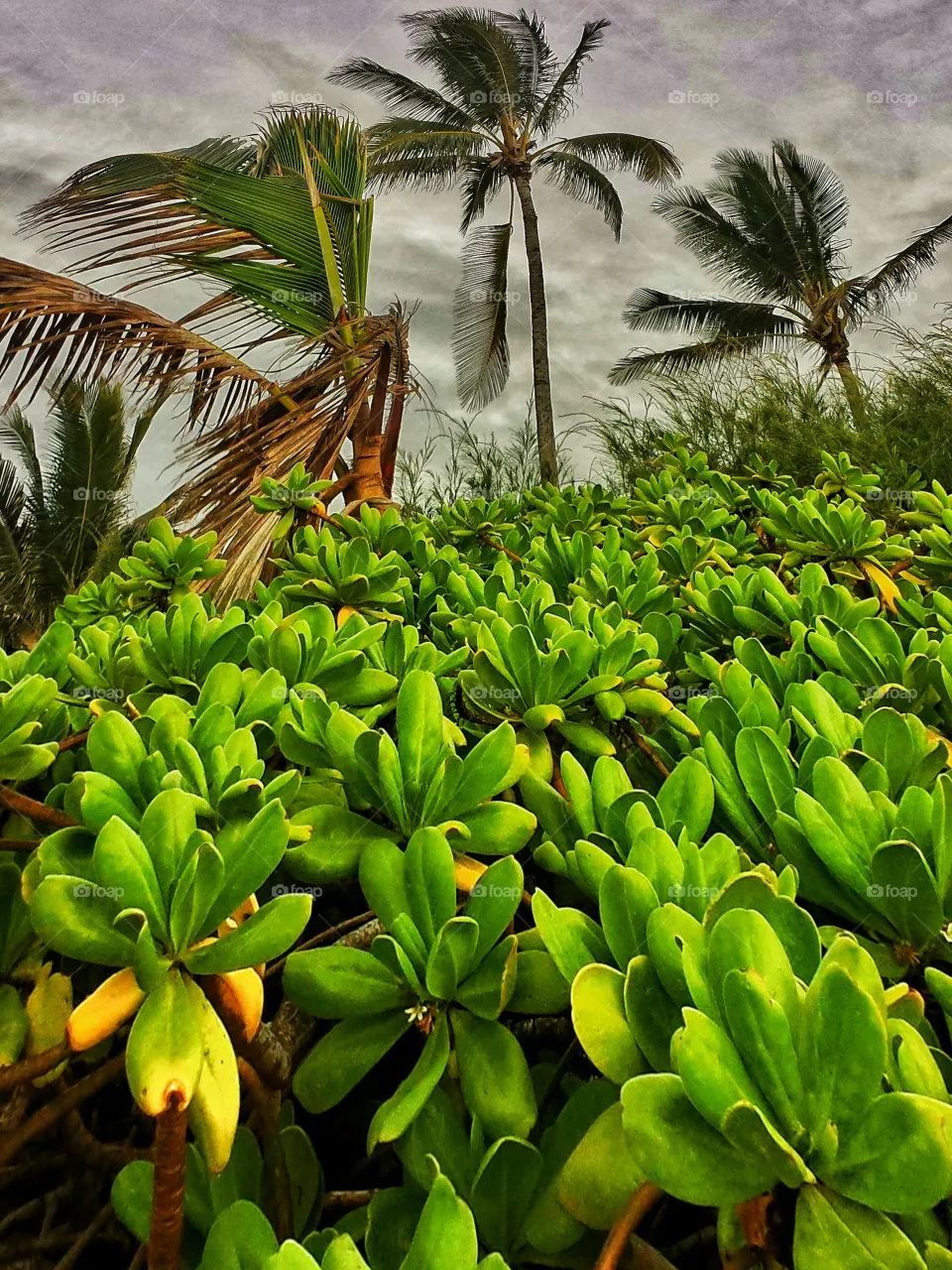 Palm