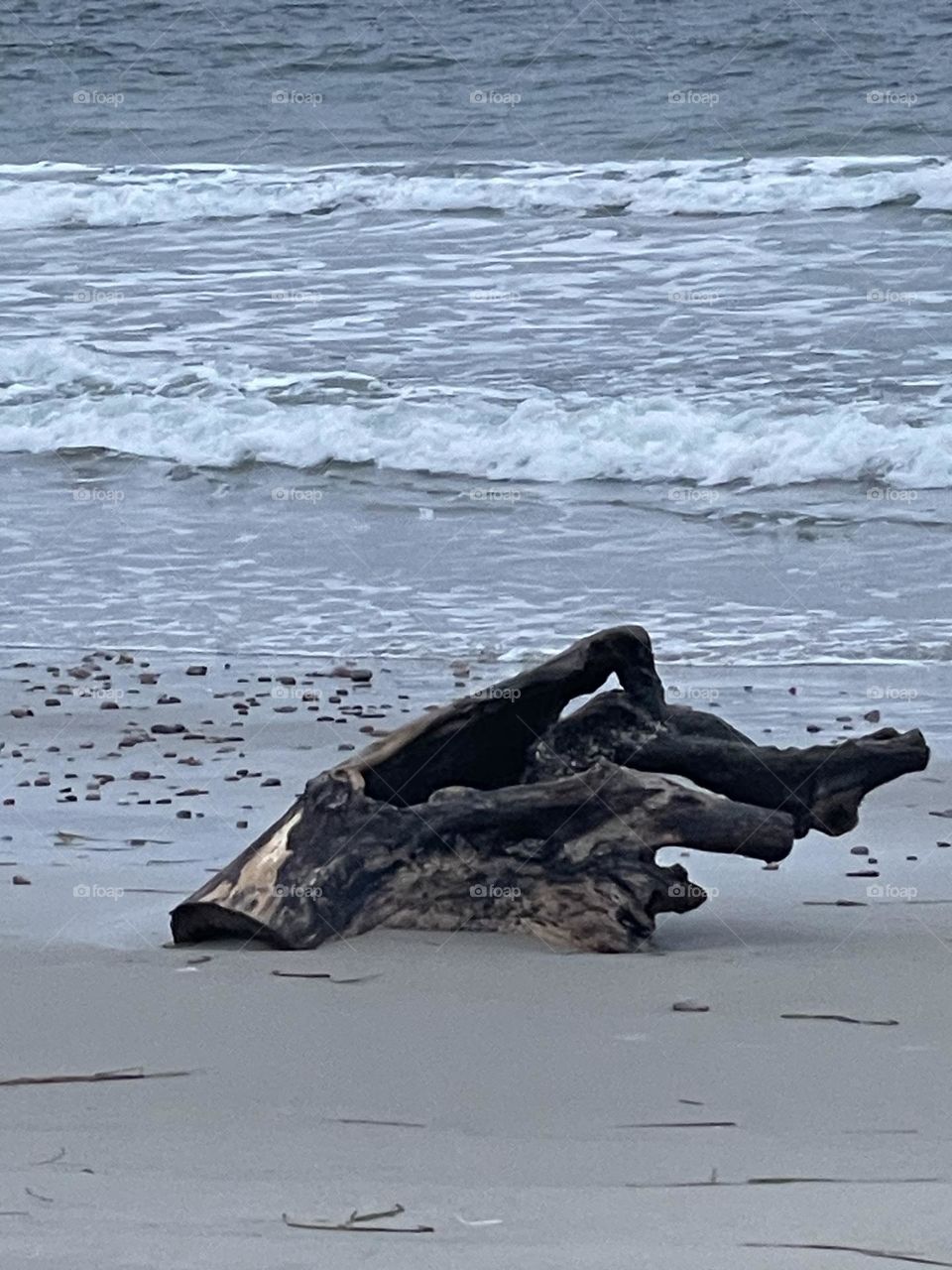 Driftwood