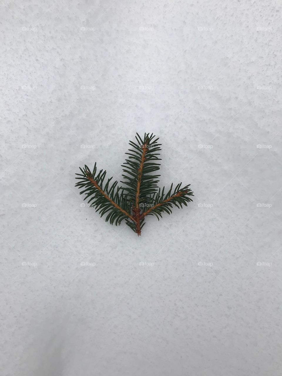 Pine on the snow 