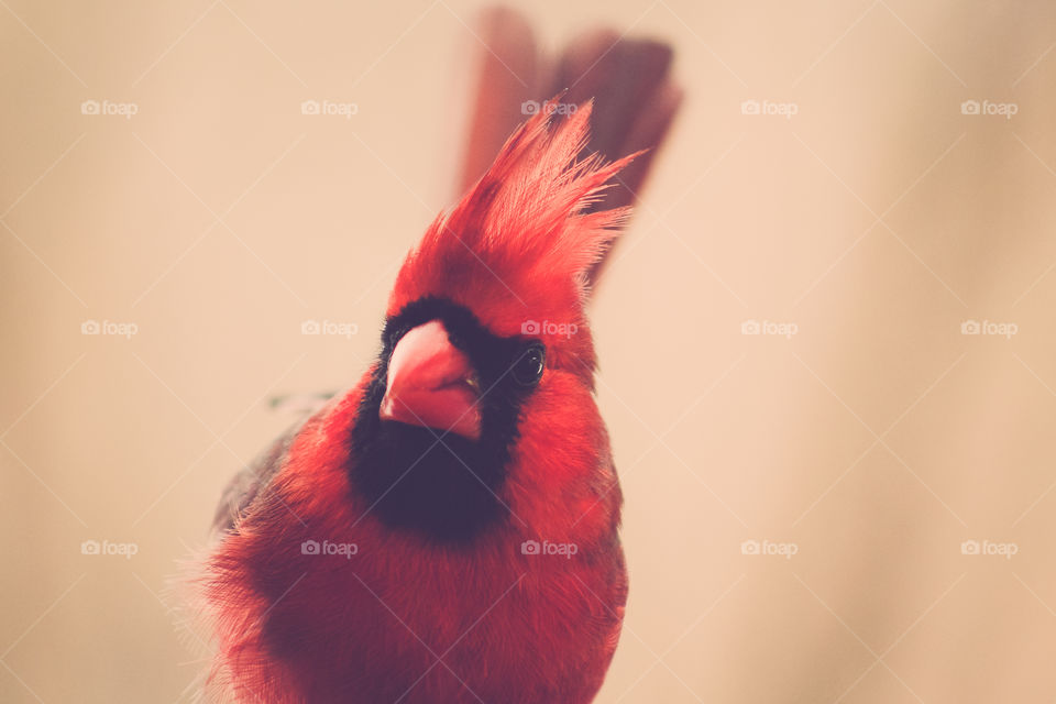 Male Cardinal in Winter