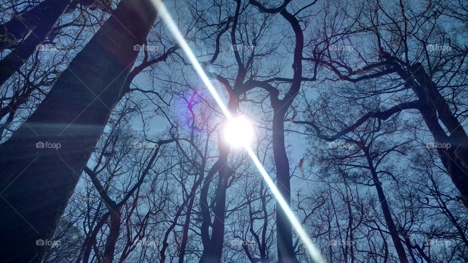 Tree, Winter, Branch, Nature, Weather