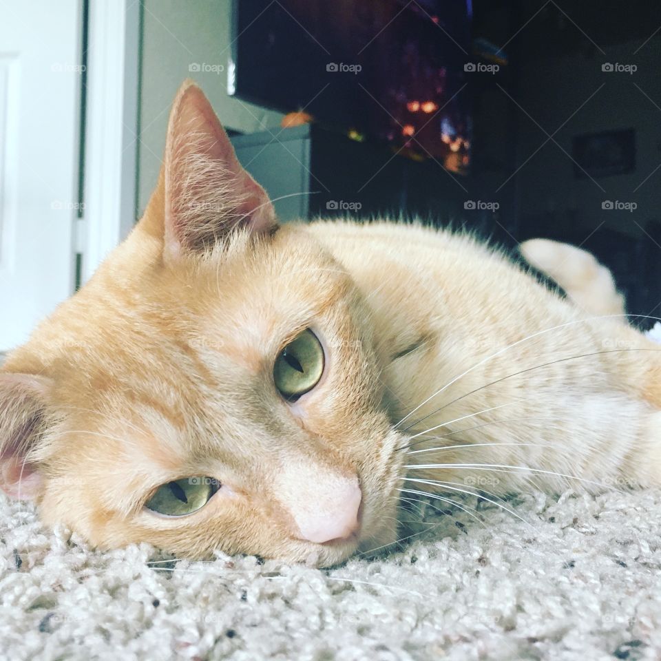 My cat being lazy as usual