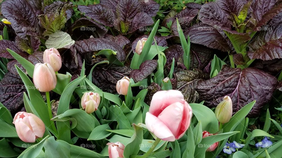 Pink Tulips and Kale