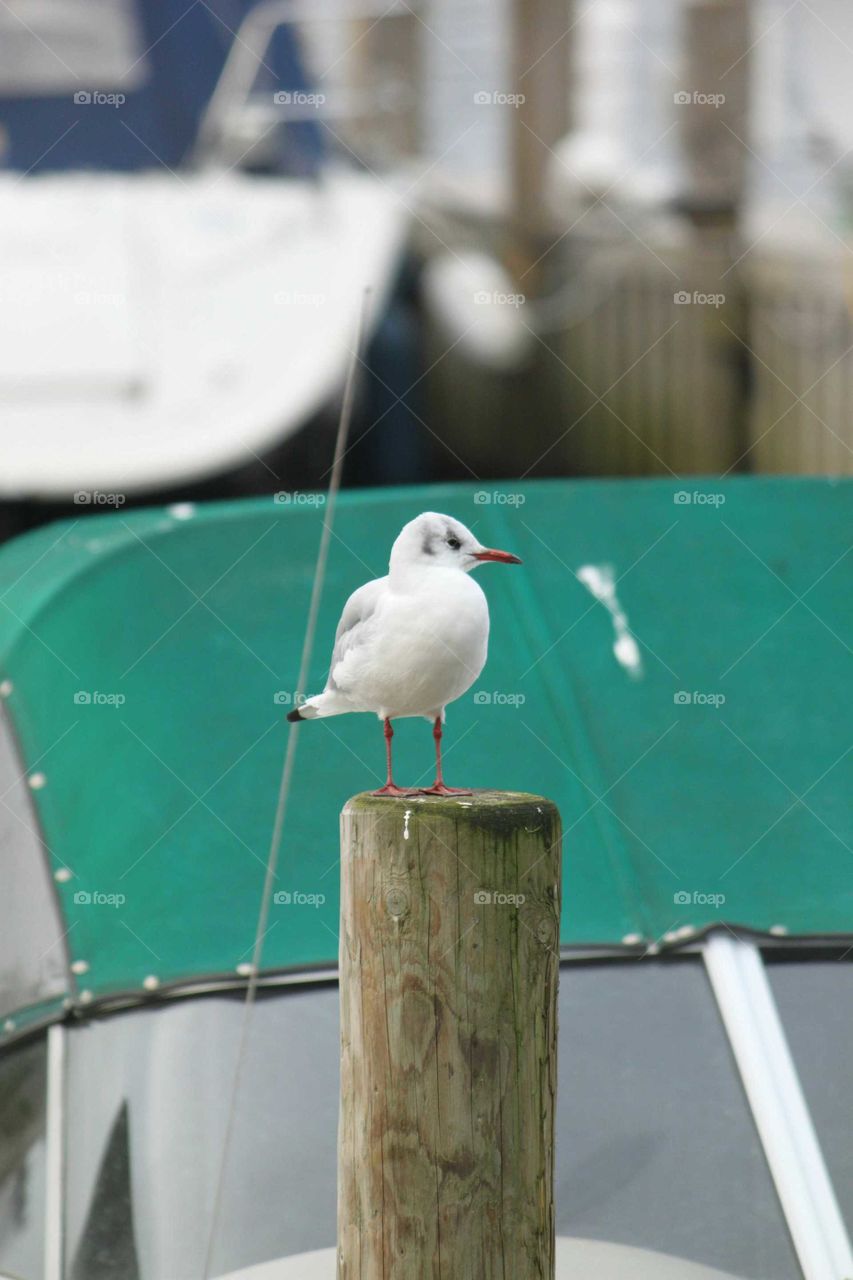 Young Seagull on Post