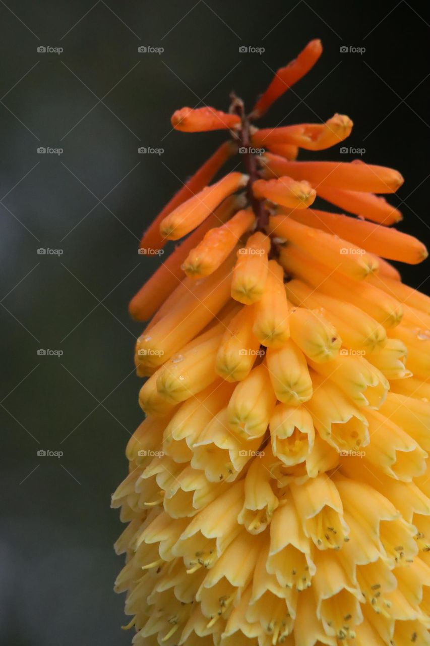 Kniphofia