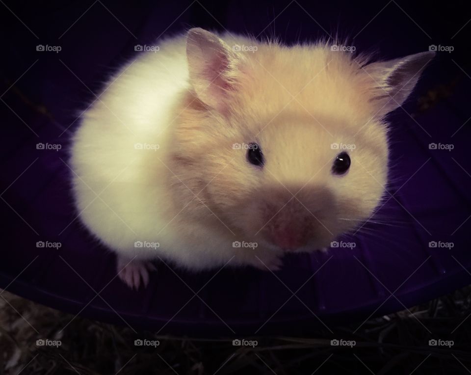 Little Hamster / Gold Hamsters 