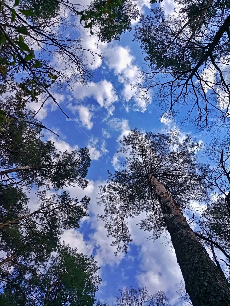 Beautiful blue sky with clouds through the pine trees