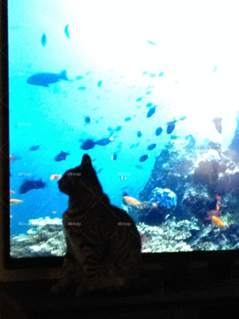 Cat watching fish swimming by