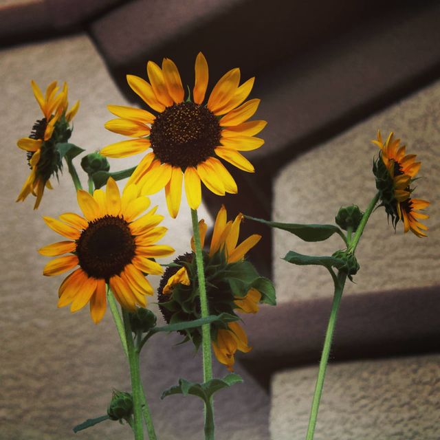 sunflowers
