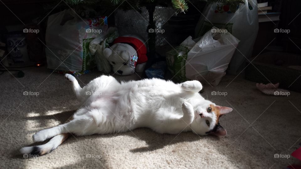 Basking in a Sunbeam