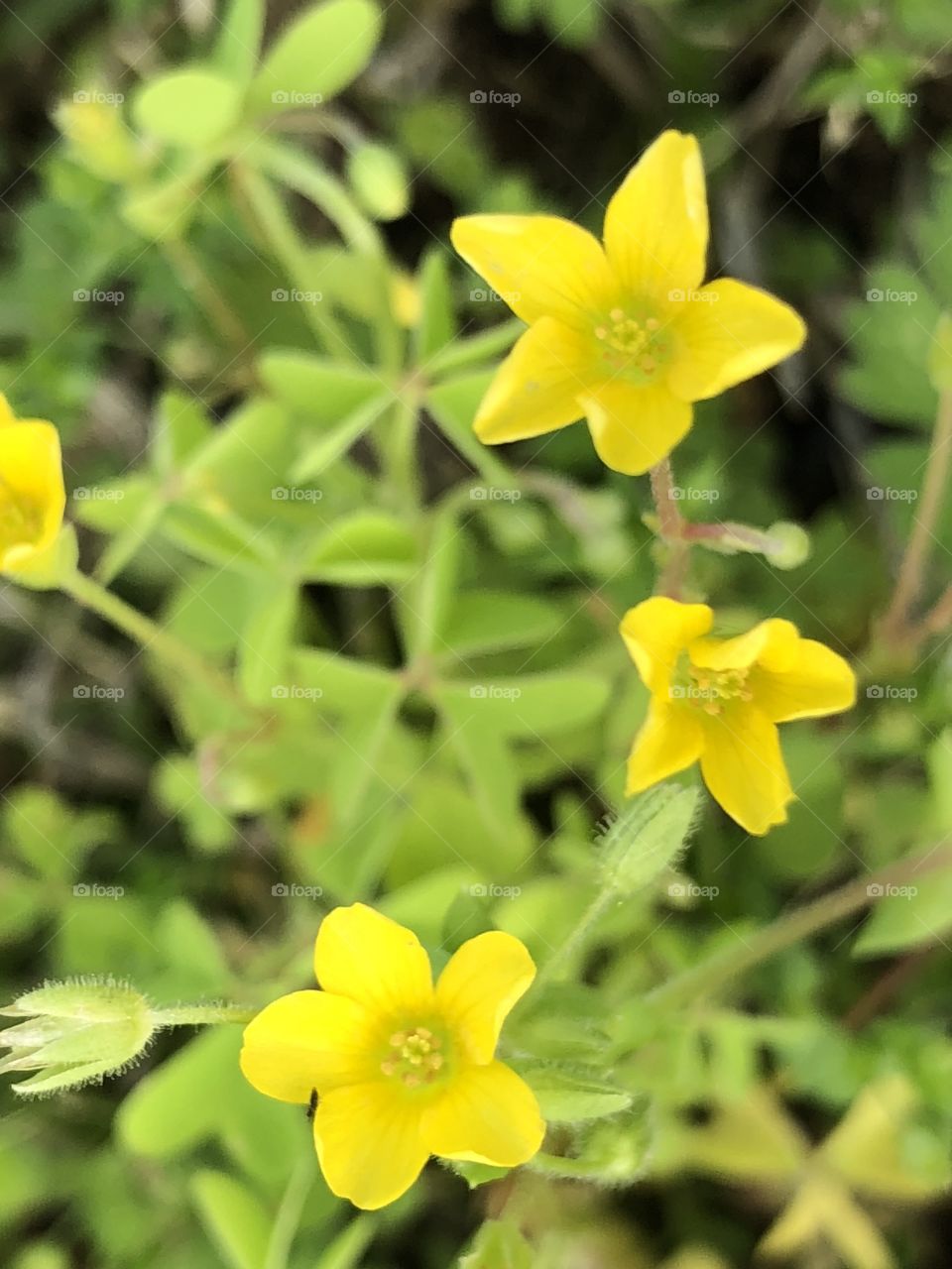 Yellow wildflowers