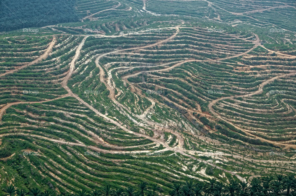 Contour patterns in the land mimicking contours on a map in preparation for oil palm replanting