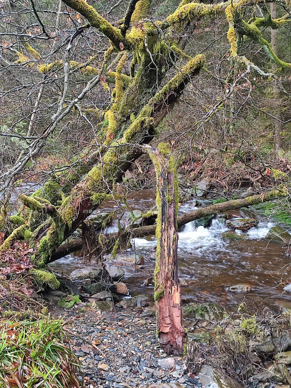 Walk in the woods, Bayehon waterfall