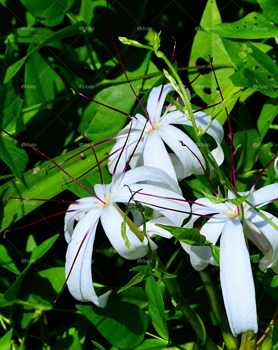 Starburst Flora