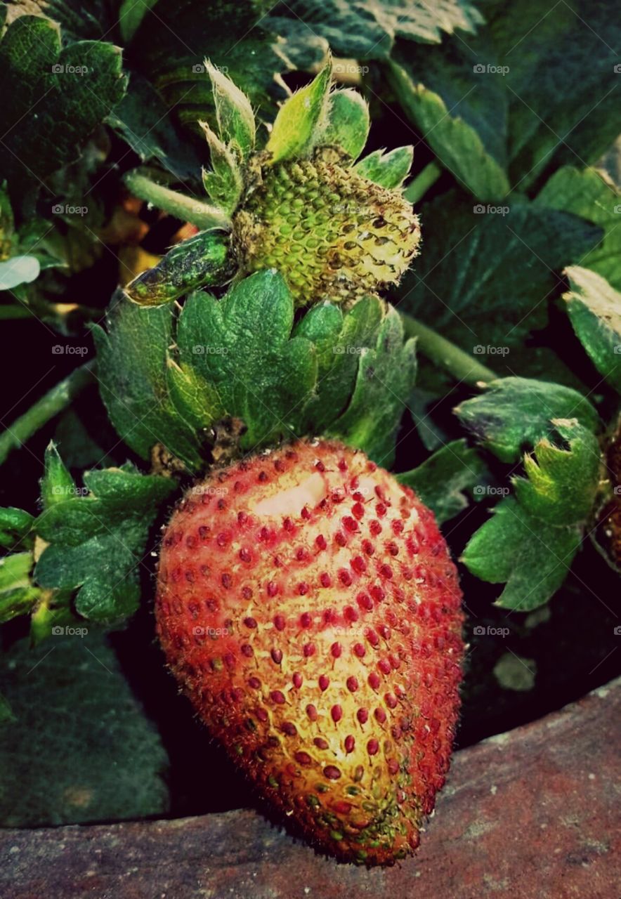 Strawberry