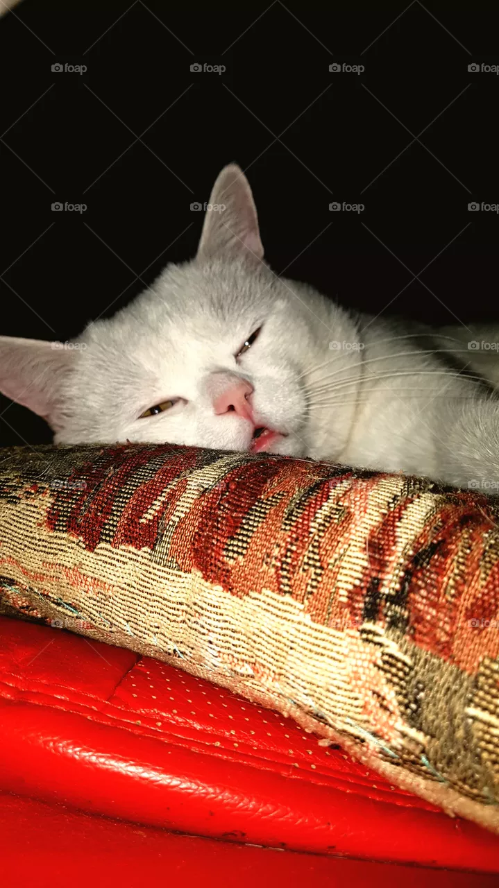 cat Amur