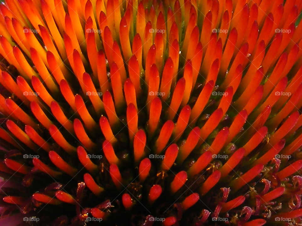 A macro shot of the center of s daisy