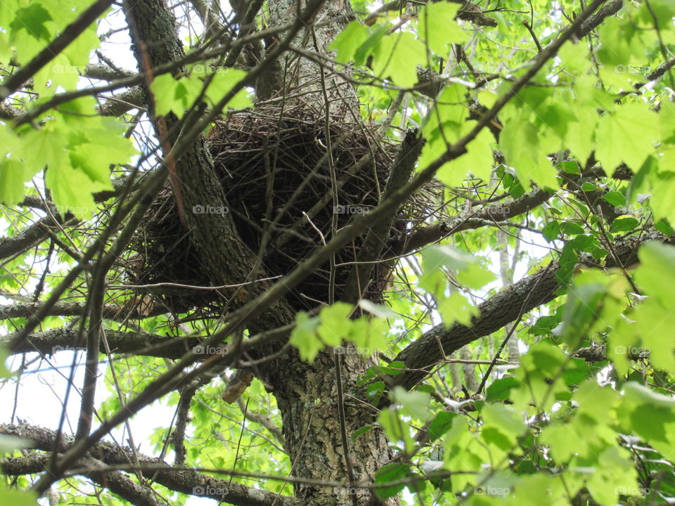 Squirrel nest