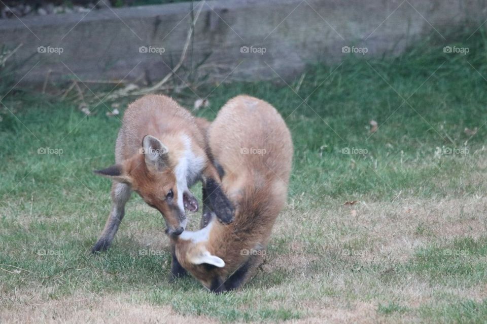 Young cubs playing