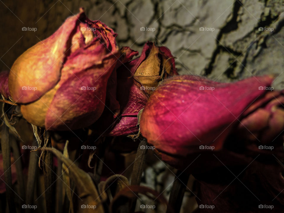 Closeup of dried roses