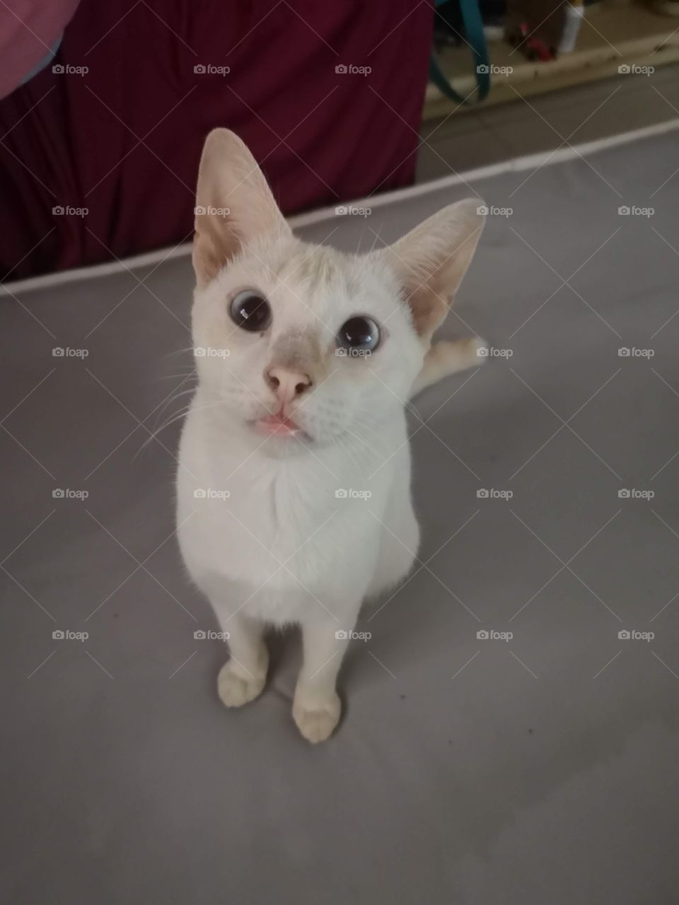 Cat at a time of distraction