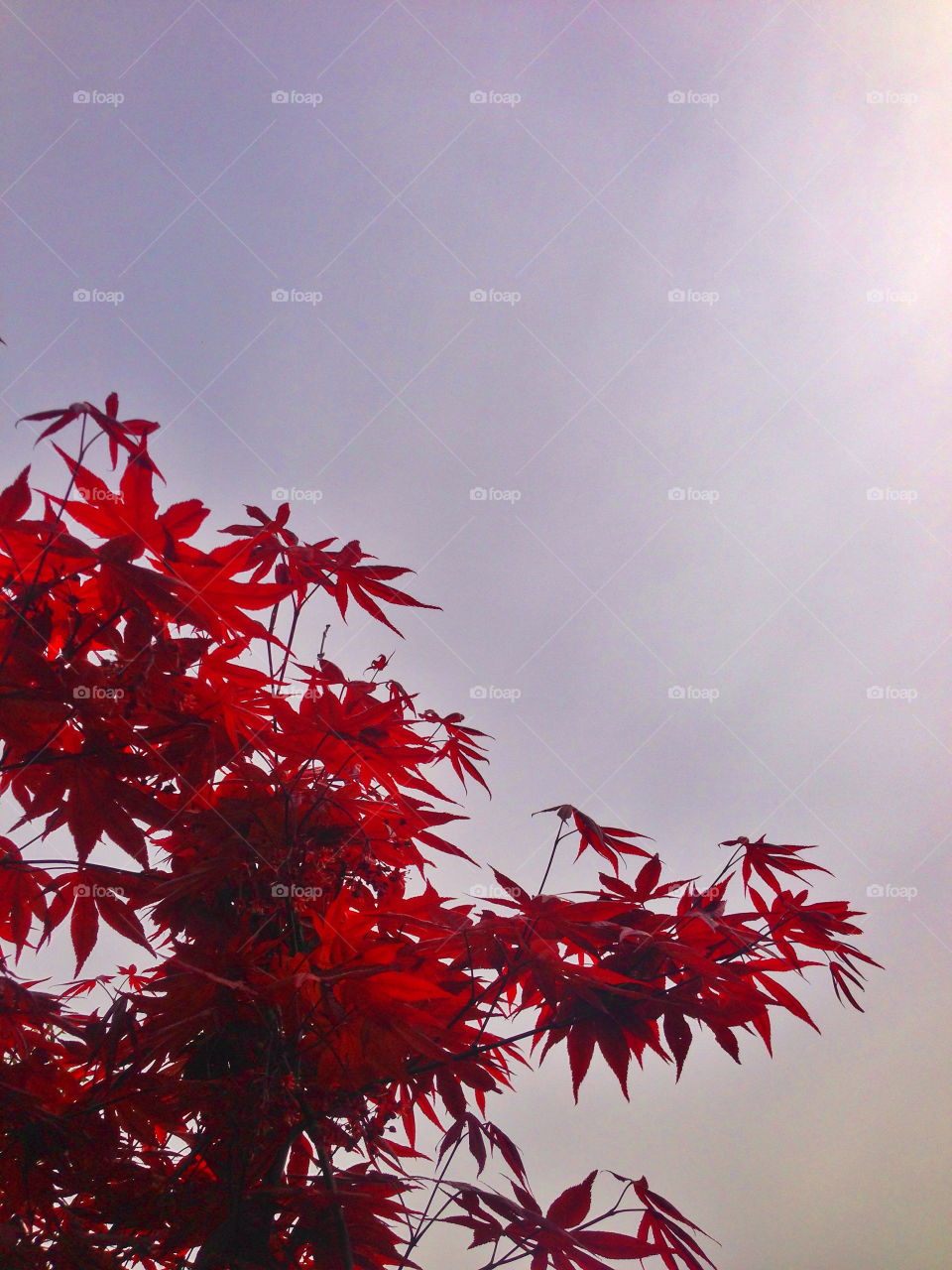 Red leaves of Japanese maple tree reach toward the sun