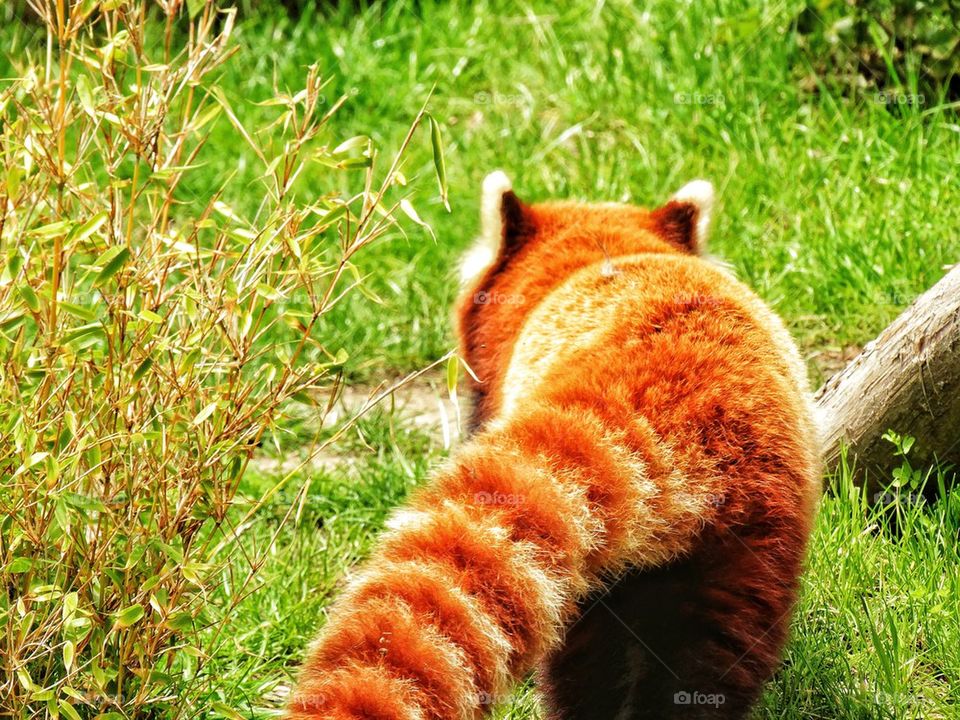 Red Panda