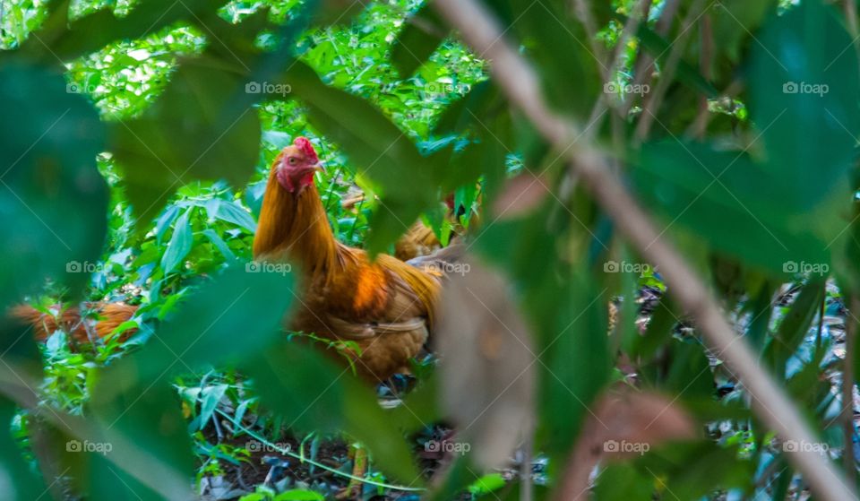 framing cock using leaves 