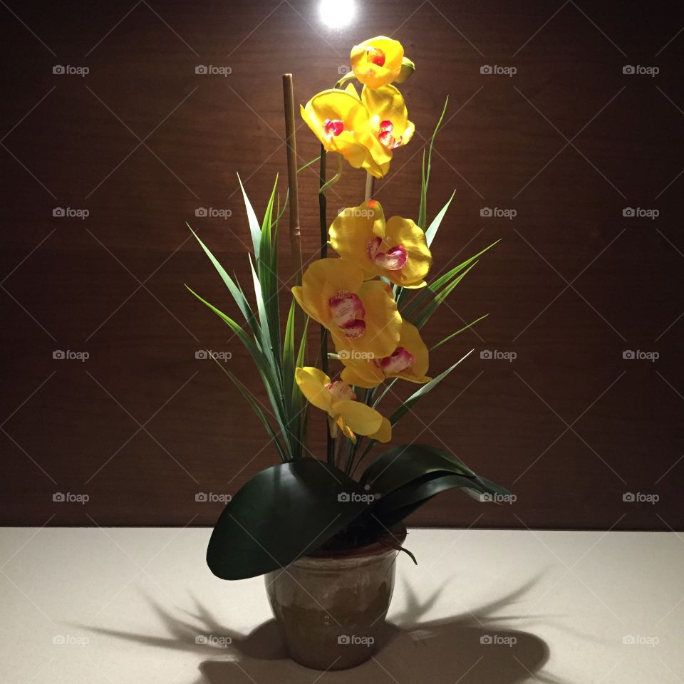 Flower in a vase