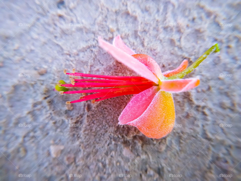 Capparis flowers on the ground. in Rajasthan India