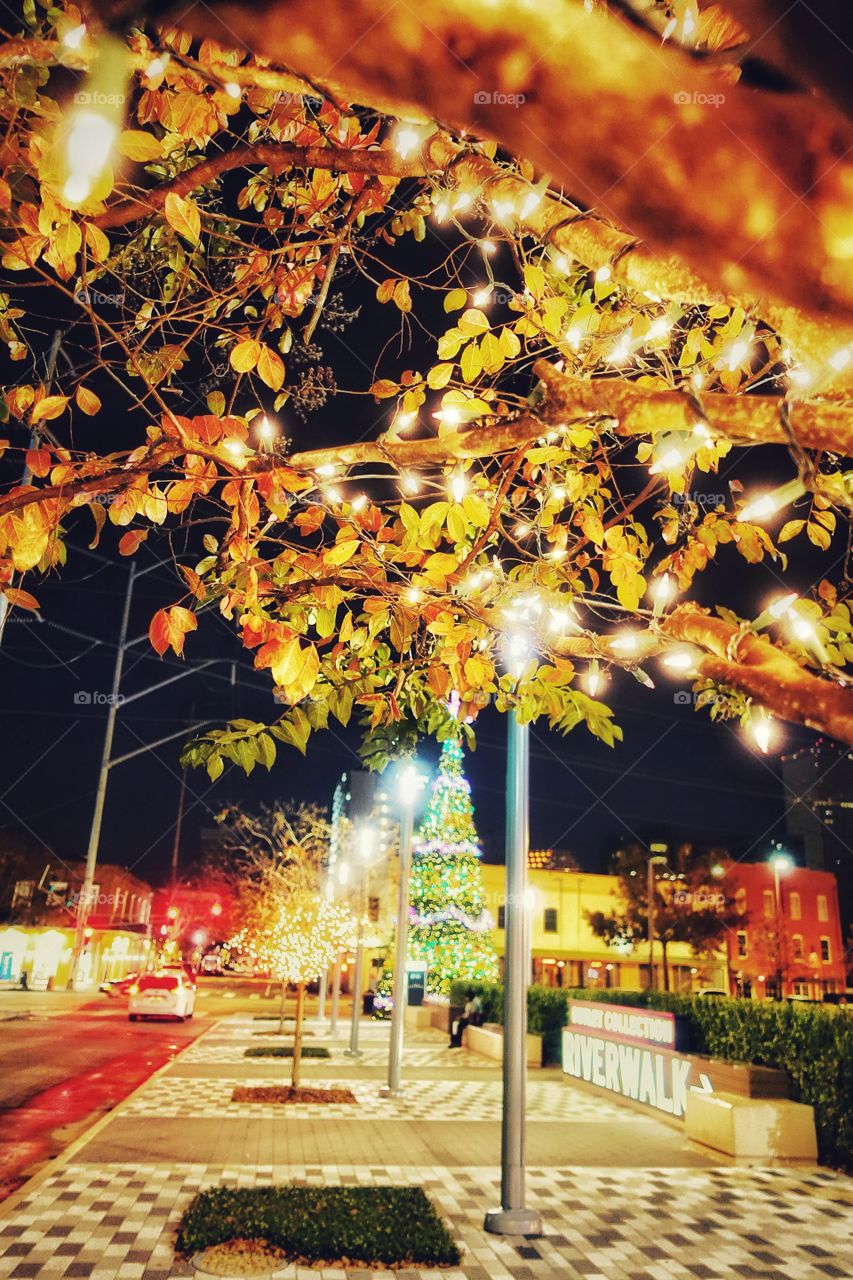 Trees along a roadside lit up by Christmas lights, along the Outlet Collection by Riverwalk, New Orleans, Louisiana, USA.