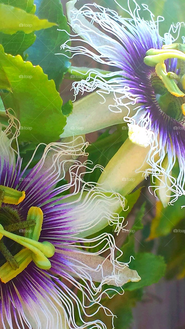 "Twin Purple Passion Flowers". Twin Passion Flowers on the vine