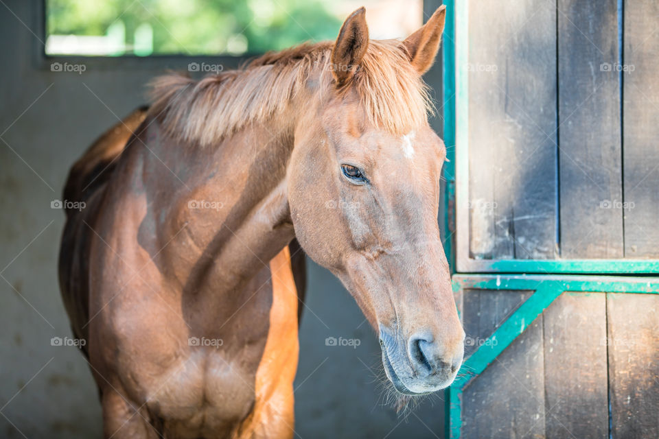 Close-up of pony standing in stable