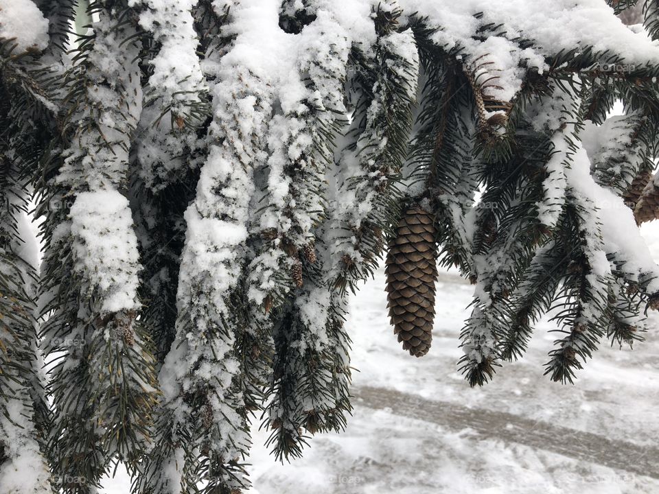 Pine cone covered with a snow 