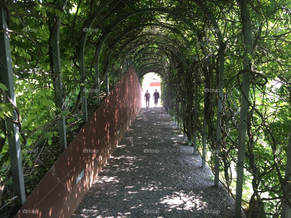 Wood, No Person, Tree, Leaf, Guidance