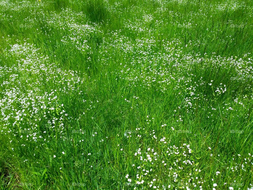 white wildflowers green grass field