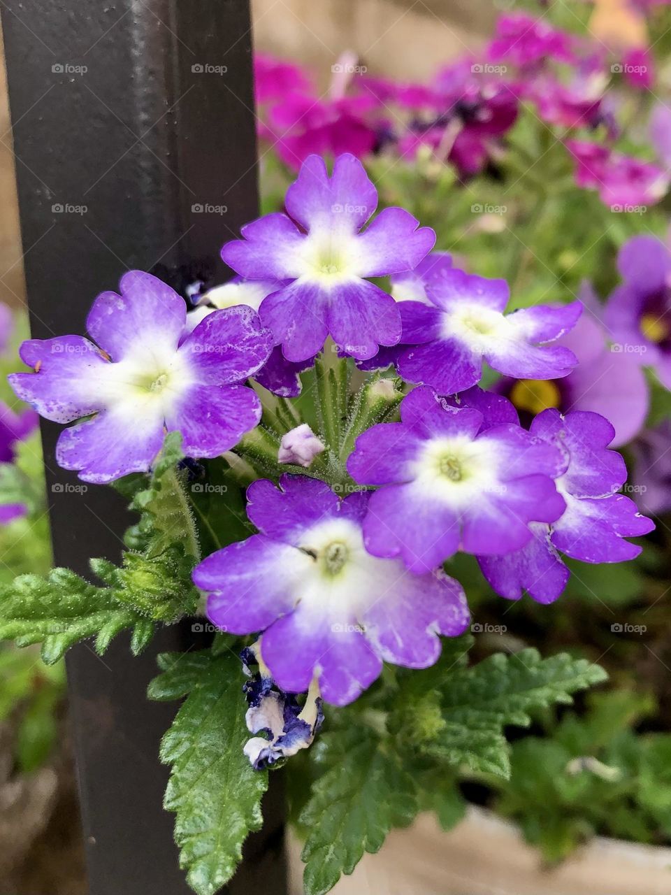 Pretty purple and white calibrachoa flowers blossoms blooming backyard container gardening patio plants neighborhood landscape garden summer leaves foliage petals