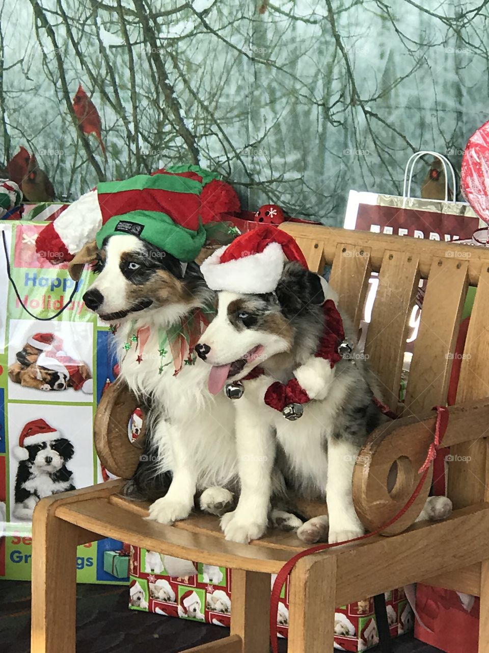 Christmas, Winter, Dog, Canine, Pet