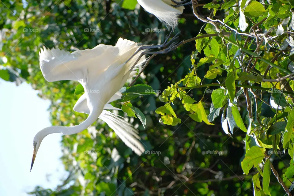 big heron bird
