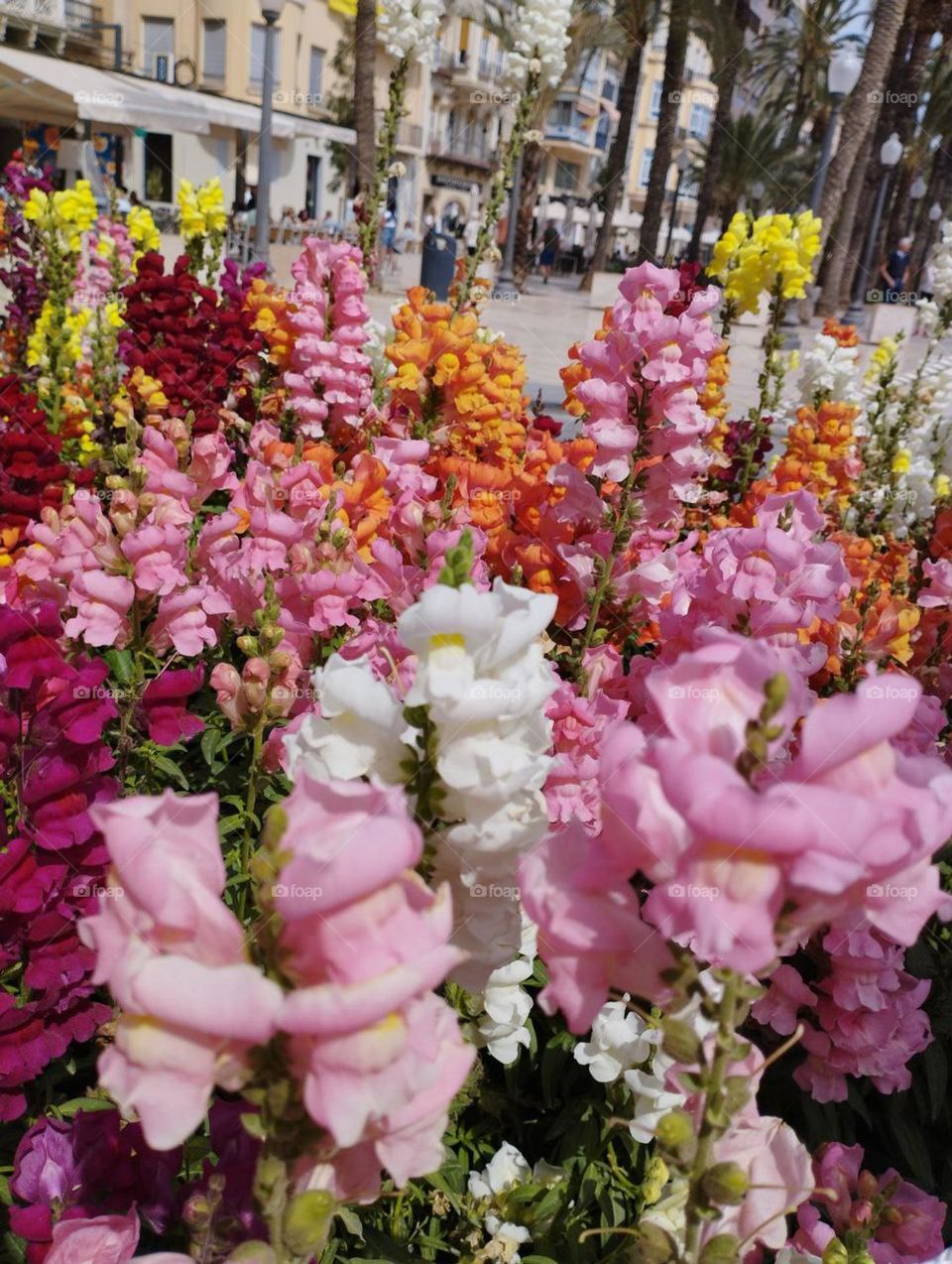 Beautiful garden in spring, pink flowers, wallpaper, natural