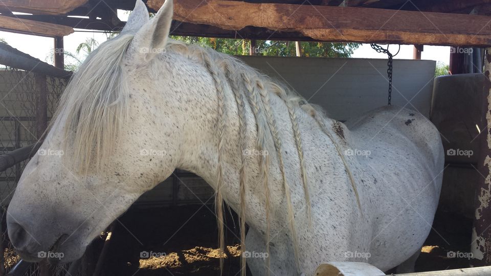 white horse. horse in a stable