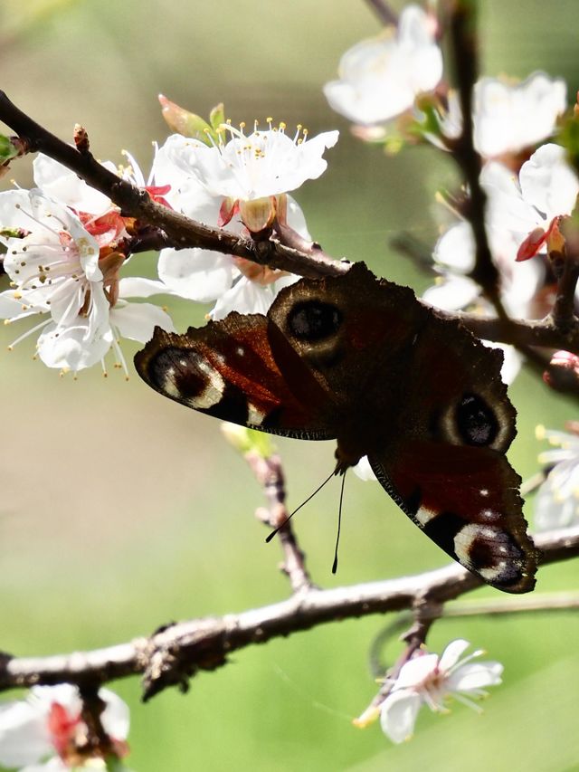 🦋