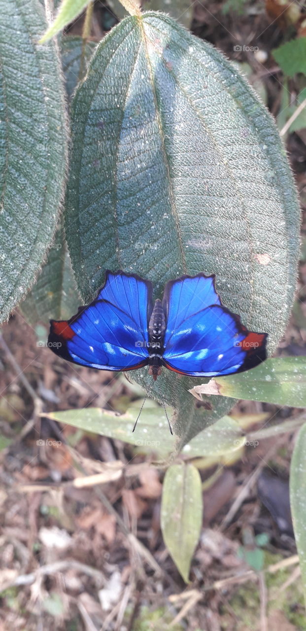 blue butterfly