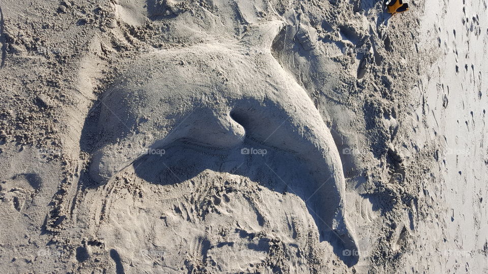 dolphin sand